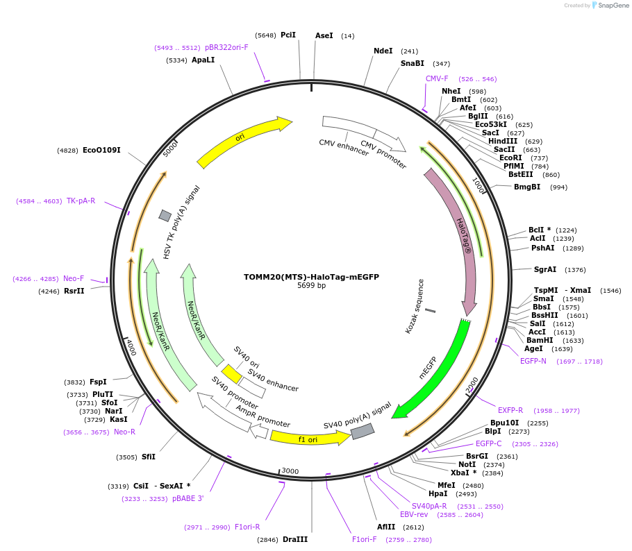 225267-plasmid-map-sequence-id-504339