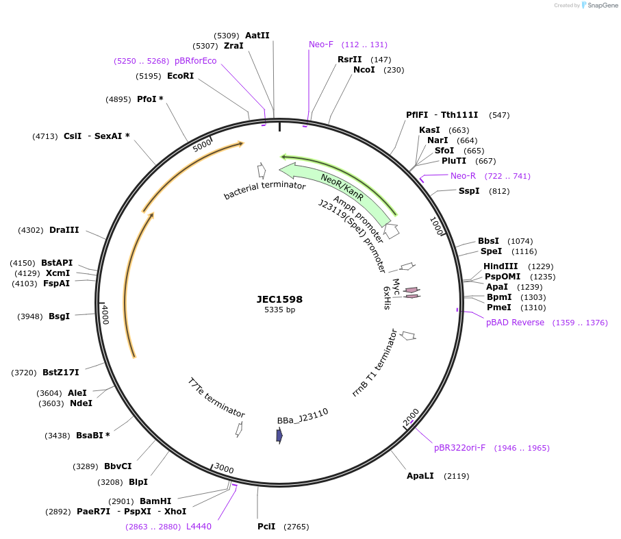 253206-plasmid-map-sequence-id-504362