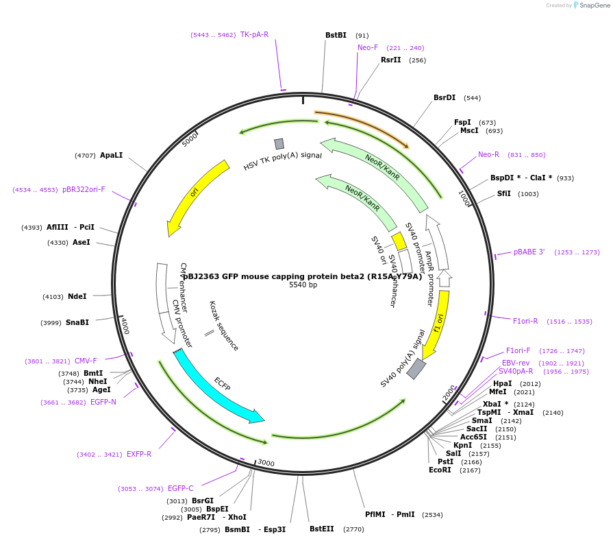 253187-plasmid-map-sequence-id-504380