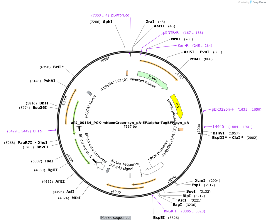 252538-plasmid-map-sequence-id-504384