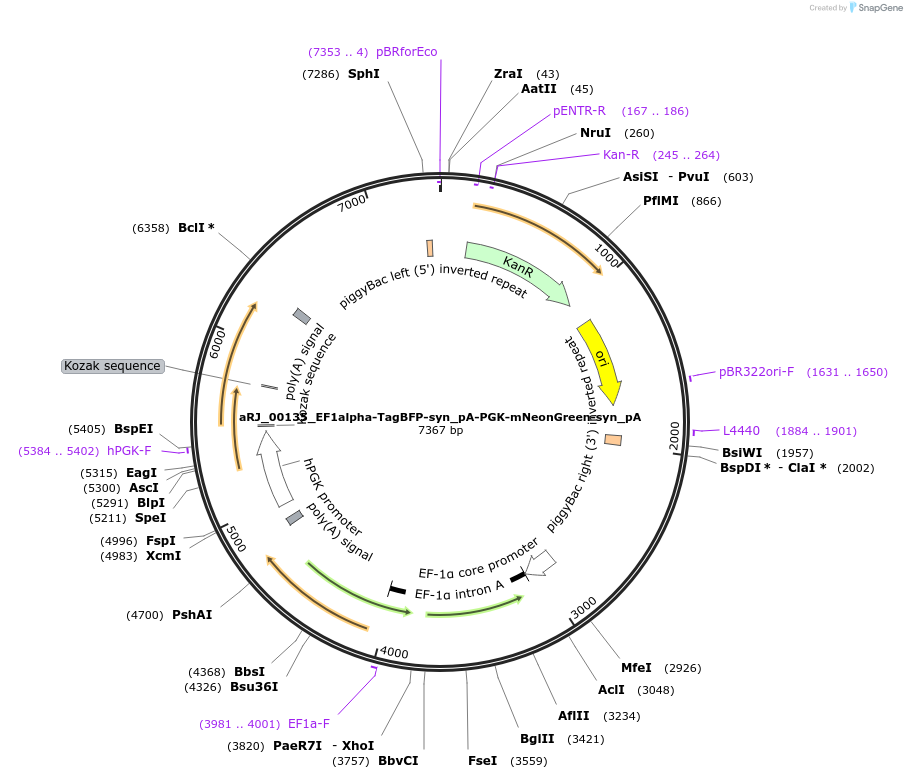252539-plasmid-map-sequence-id-504386