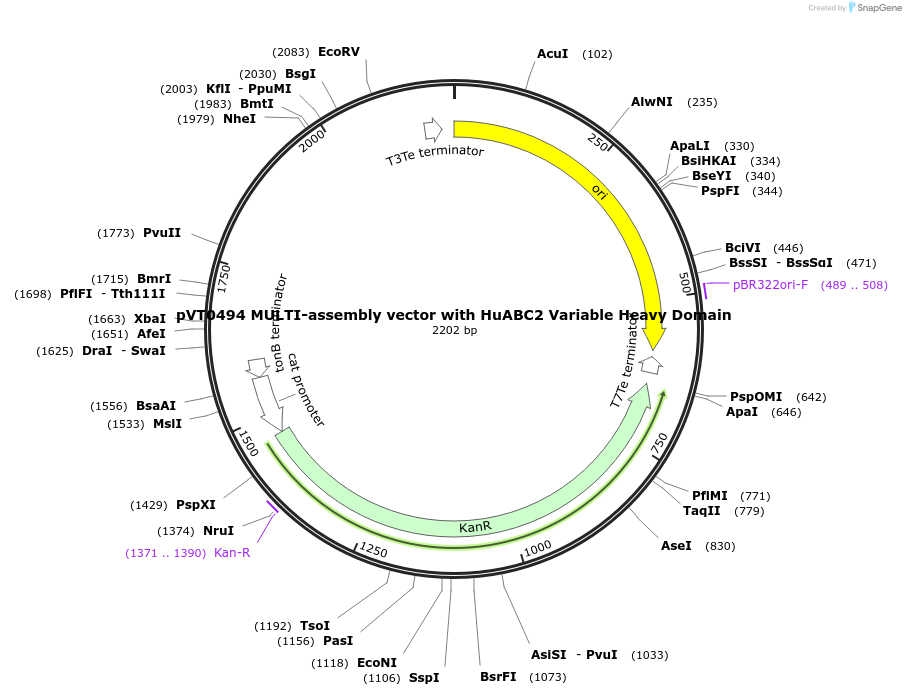 252076-plasmid-map-sequence-id-504412