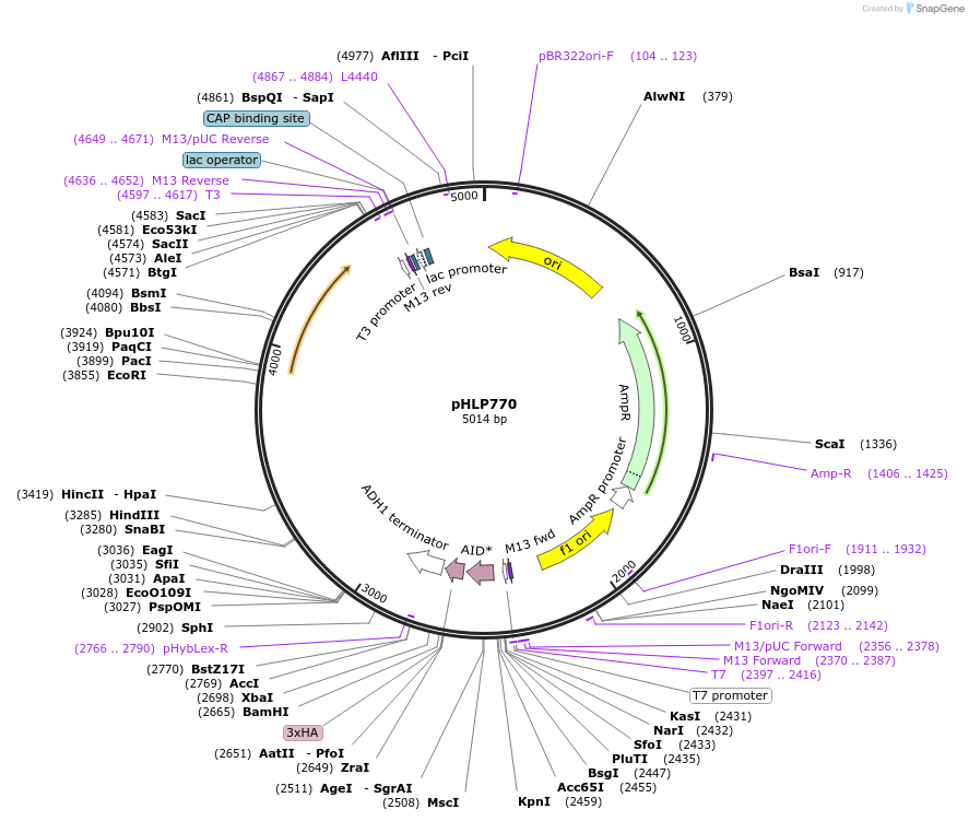 253589-plasmid-map-sequence-id-504418