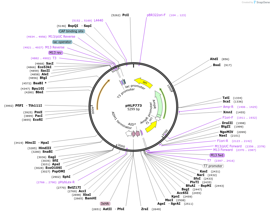 253591-plasmid-map-sequence-id-504420