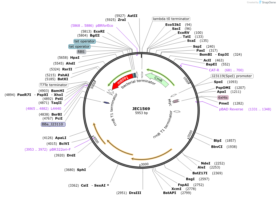 253201-plasmid-map-sequence-id-504425