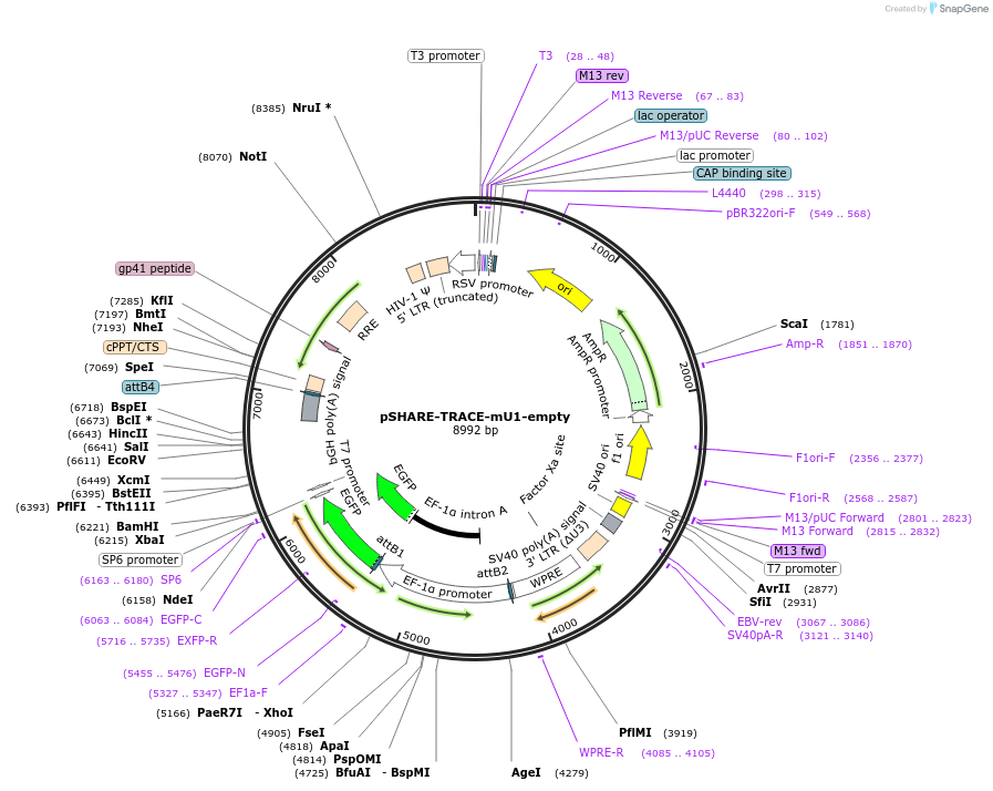 253332-plasmid-map-sequence-id-504426