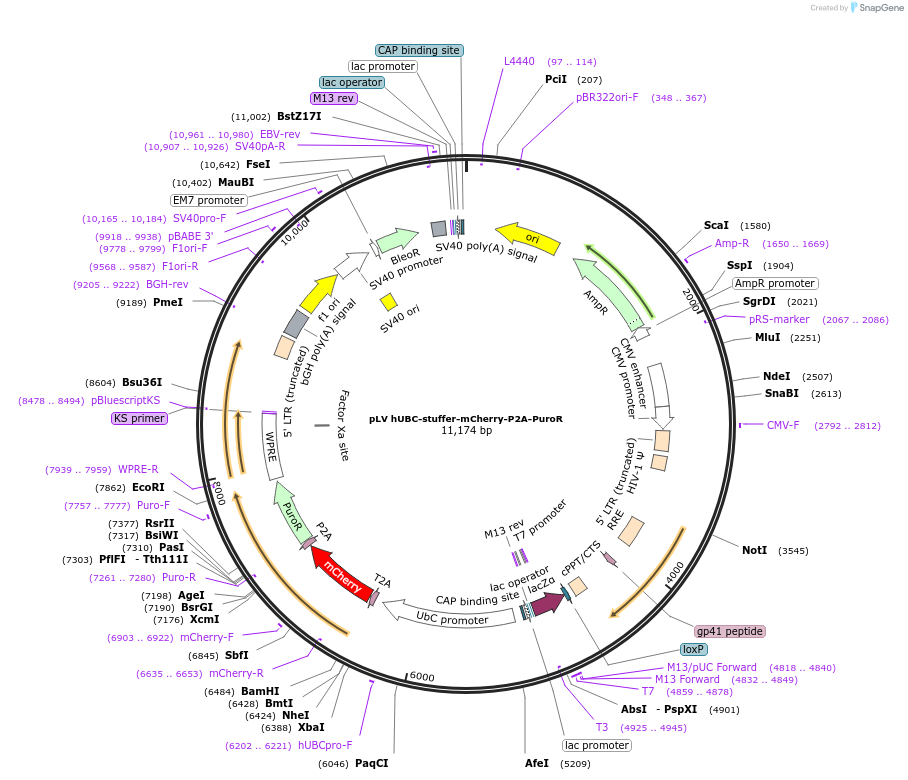 253231-plasmid-map-sequence-id-504427