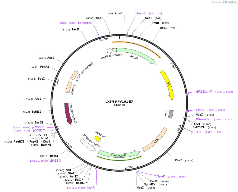 253679-plasmid-map-sequence-id-504428