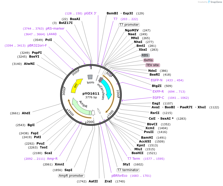 252676-plasmid-map-sequence-id-504434