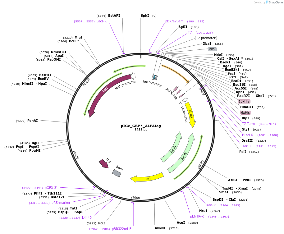 249263-plasmid-map-sequence-id-504446