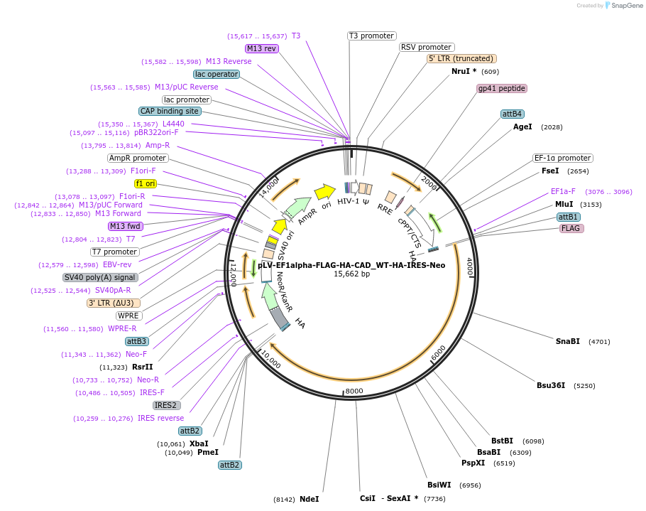 253788-plasmid-map-sequence-id-504449