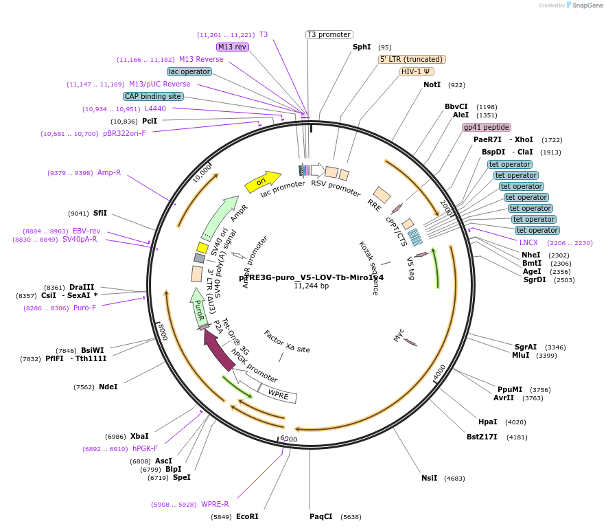 253796-plasmid-map-sequence-id-504451