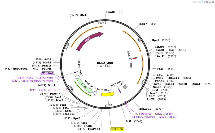 251885-plasmid-map-sequence-id-504459