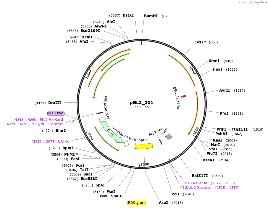 251886-plasmid-map-sequence-id-504461