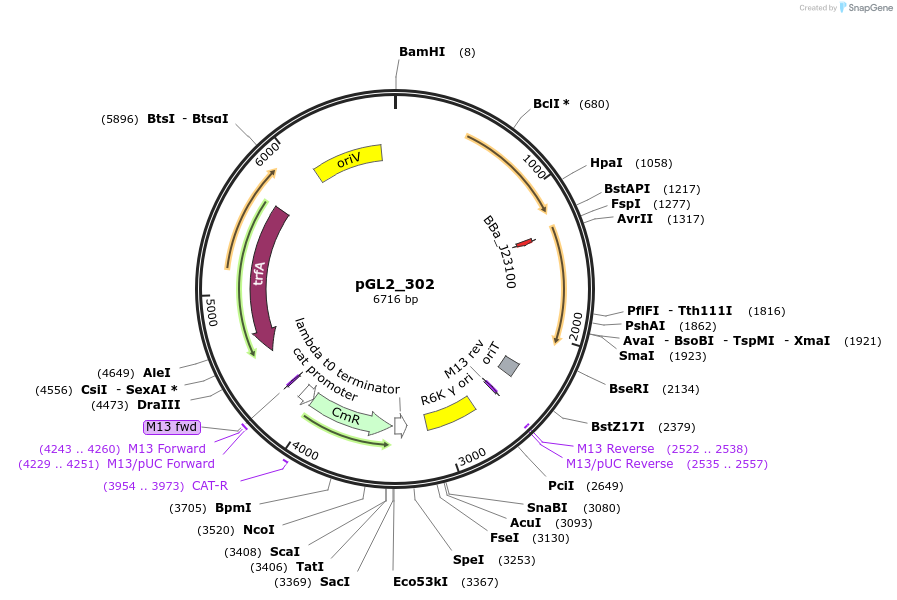 251887-plasmid-map-sequence-id-504463