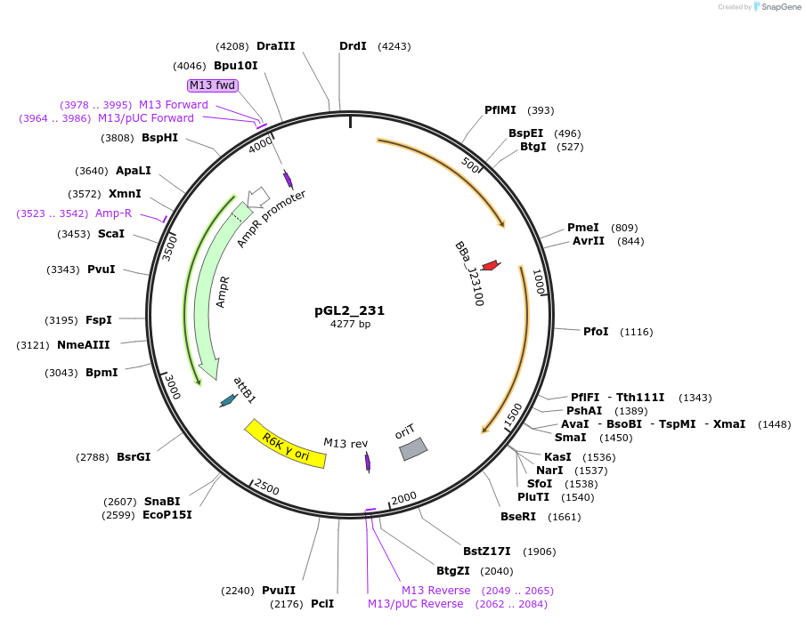 251844-plasmid-map-sequence-id-504465