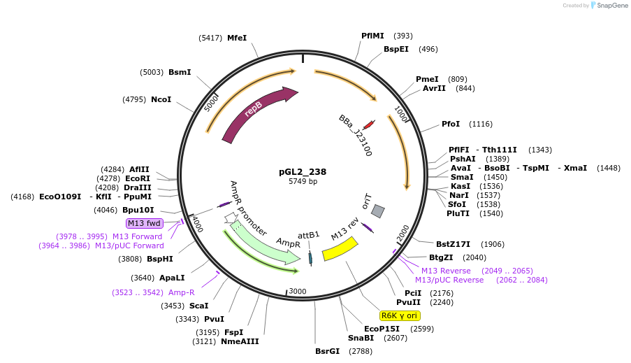 251845-plasmid-map-sequence-id-504467