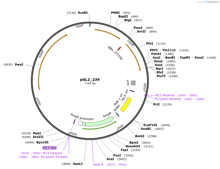 251846-plasmid-map-sequence-id-504470