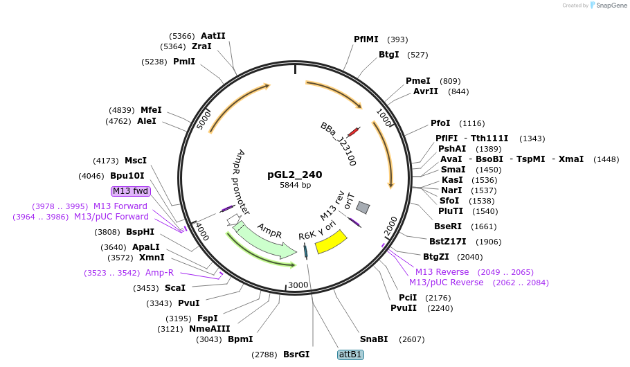 251847-plasmid-map-sequence-id-504472