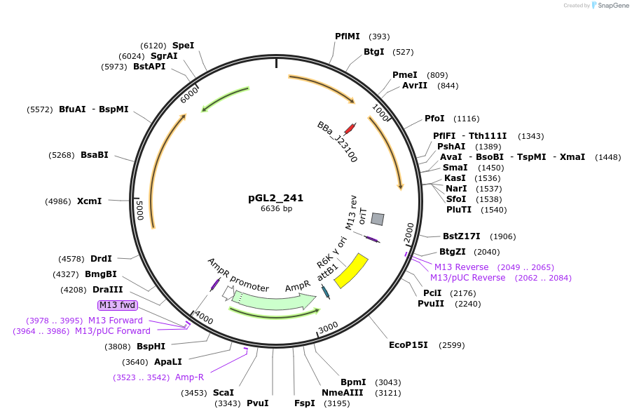 251848-plasmid-map-sequence-id-504474