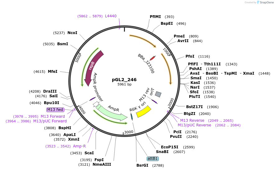 251853-plasmid-map-sequence-id-504476