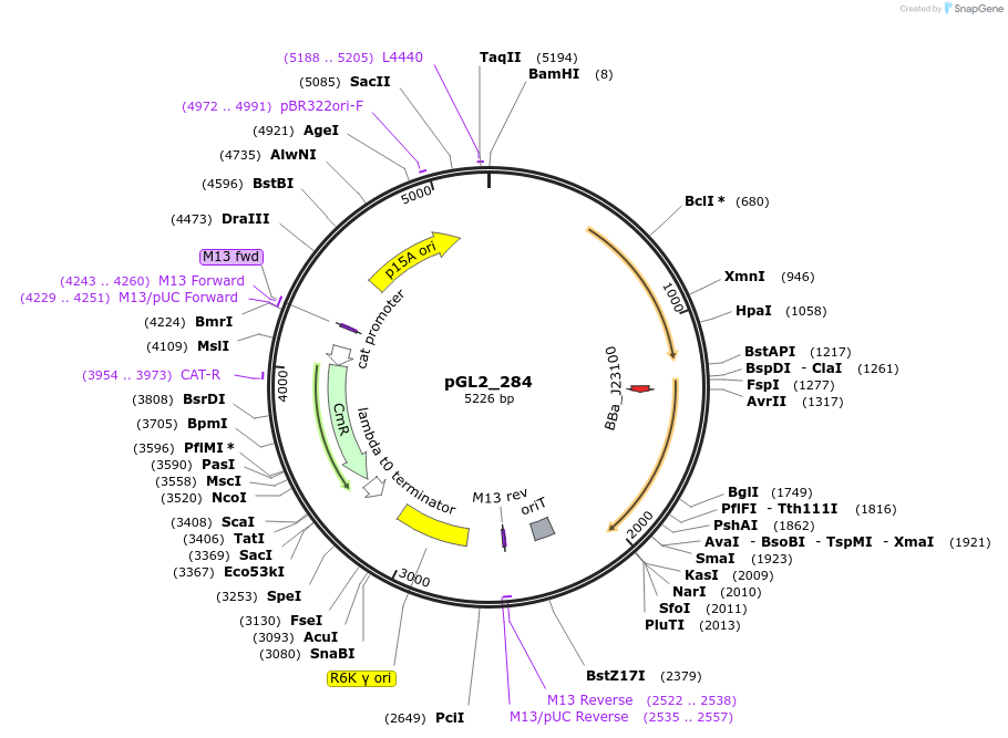 251870-plasmid-map-sequence-id-504478