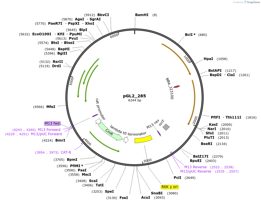251871-plasmid-map-sequence-id-504480