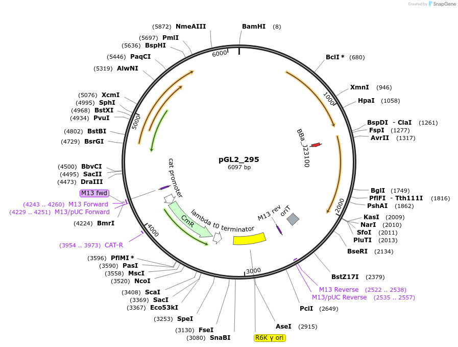 251881-plasmid-map-sequence-id-504483