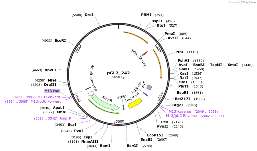 251849-plasmid-map-sequence-id-504485