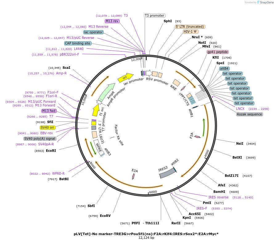 249058-plasmid-map-sequence-id-504486