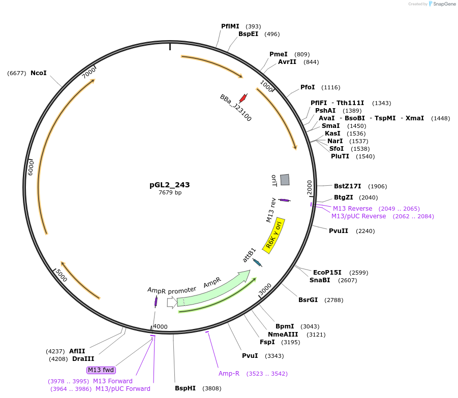 251850-plasmid-map-sequence-id-504487
