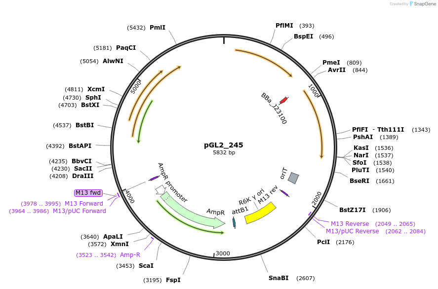 251852-plasmid-map-sequence-id-504492