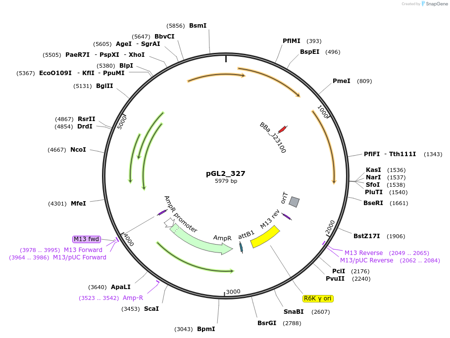 251855-plasmid-map-sequence-id-504494
