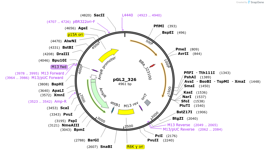 251854-plasmid-map-sequence-id-504496