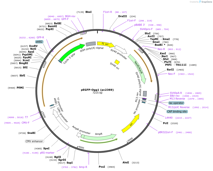 247054-plasmid-map-sequence-id-504499