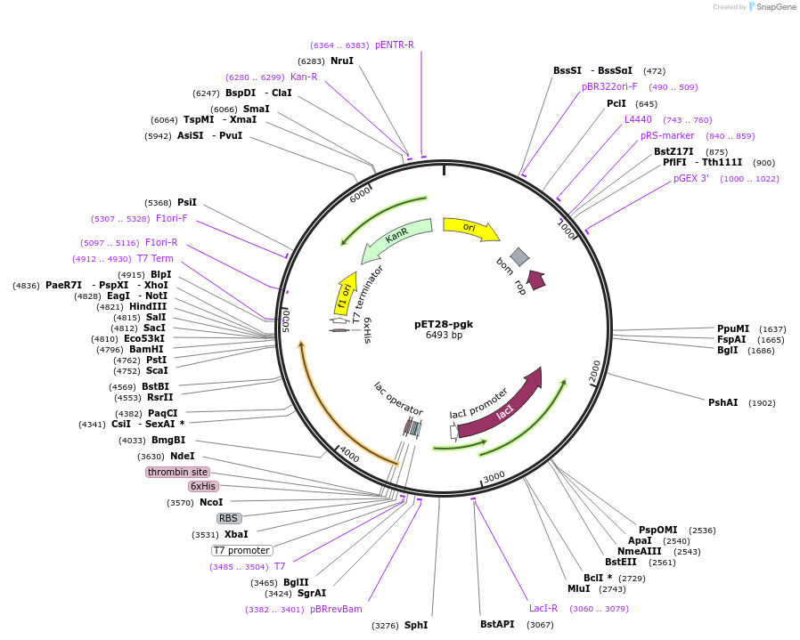 252949-plasmid-map-sequence-id-504500