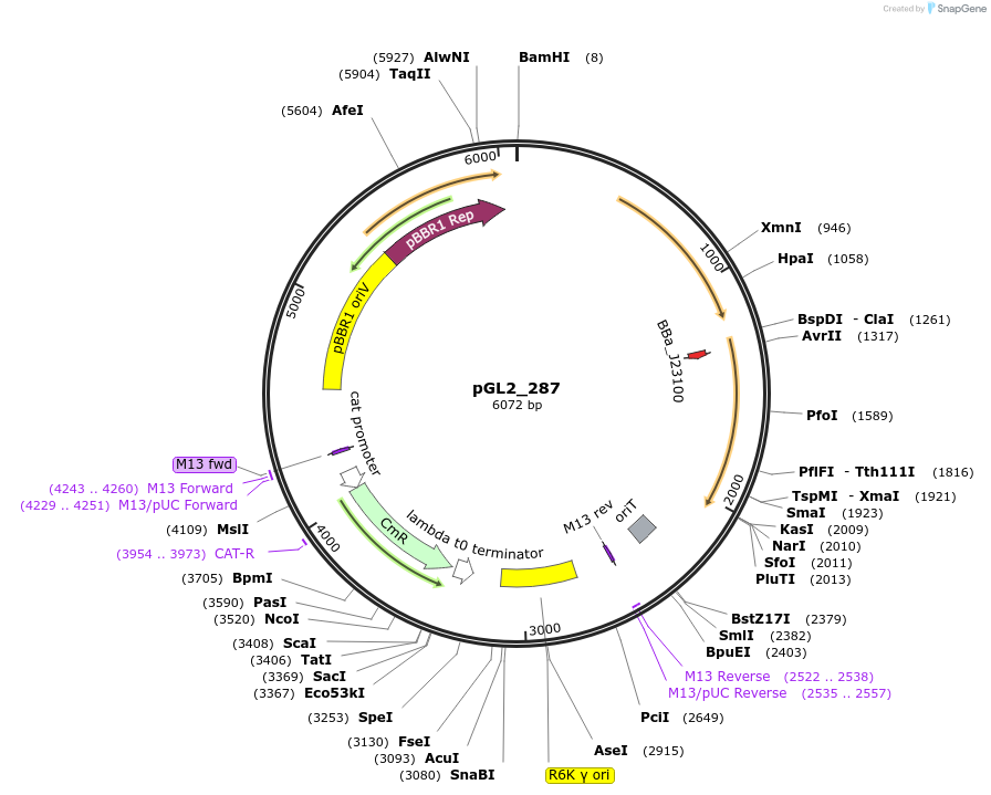 251873-plasmid-map-sequence-id-504501