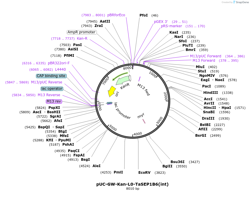 242006-plasmid-map-sequence-id-504502