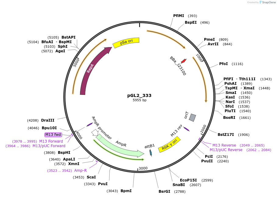 251861-plasmid-map-sequence-id-504503