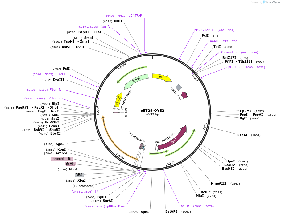 252951-plasmid-map-sequence-id-504504