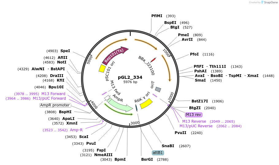 251862-plasmid-map-sequence-id-504505