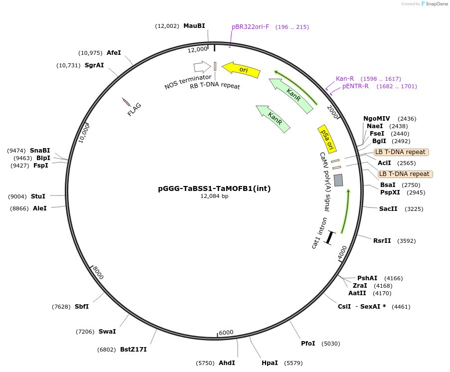 242011-plasmid-map-sequence-id-504506