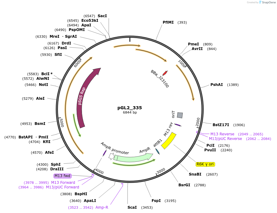 251863-plasmid-map-sequence-id-504507