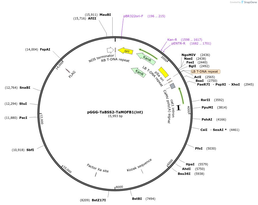 242015-plasmid-map-sequence-id-504508