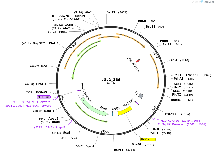 251864-plasmid-map-sequence-id-504509