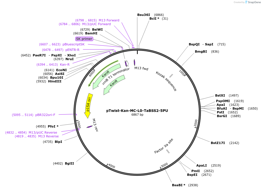 242009-plasmid-map-sequence-id-504510