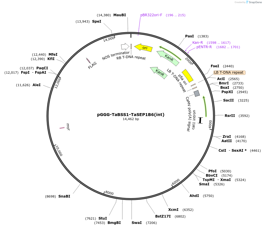 242012-plasmid-map-sequence-id-504511