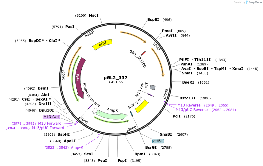 251865-plasmid-map-sequence-id-504512