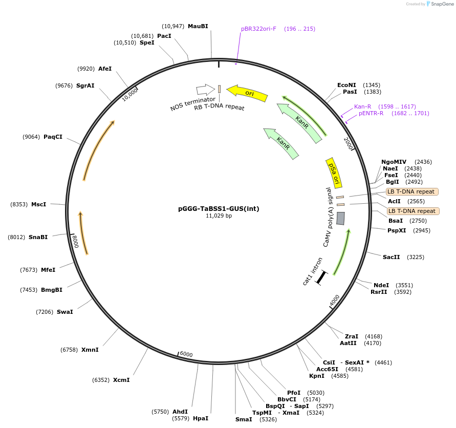 242013-plasmid-map-sequence-id-504513