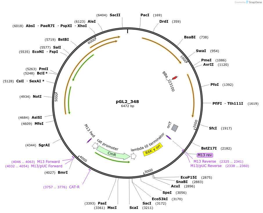 251928-plasmid-map-sequence-id-504514